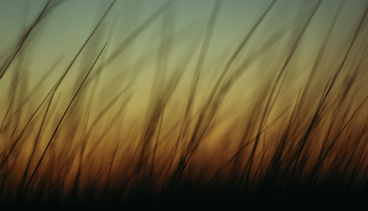 Sunset with grass in foreground