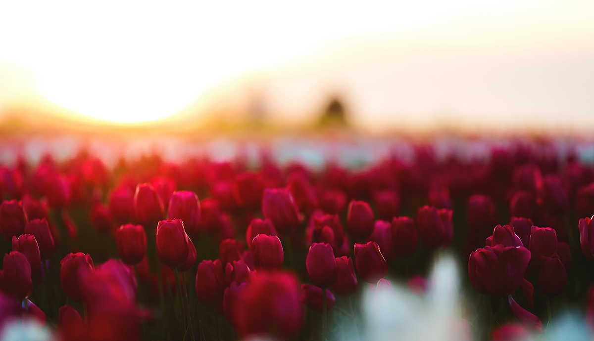 Header Graphic: A field of tulips | Image Credit: Tabitha Mort via Pexels