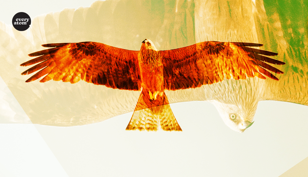 Hawk in flight.