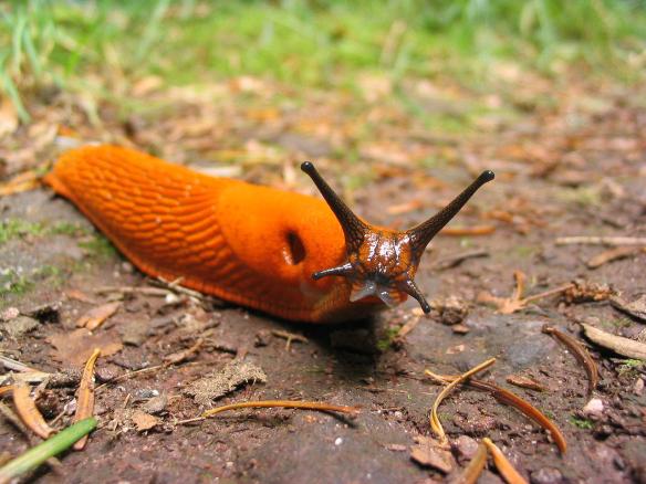 1280px-Orange_slug