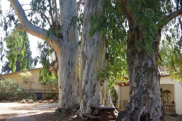 Eucalyptus tree