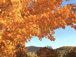 Orange and yellow fall leaves