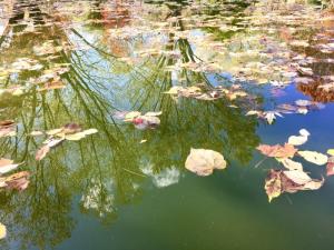 Pond with floating leaves