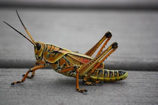 grasshopper-249115_640