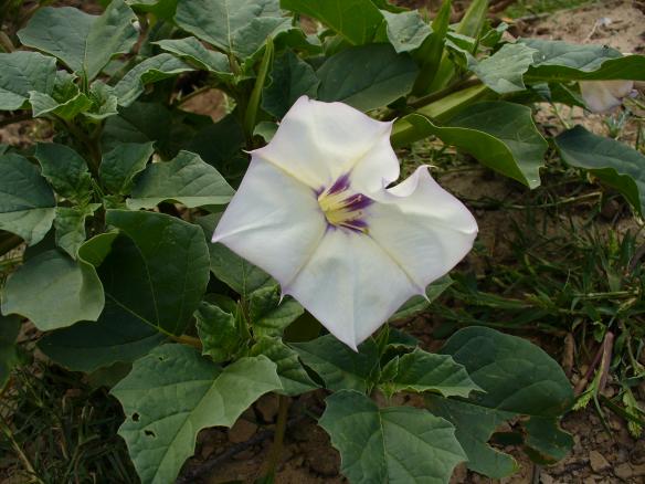 Whiteflower8