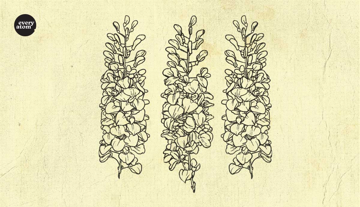 hand drawn lilacs