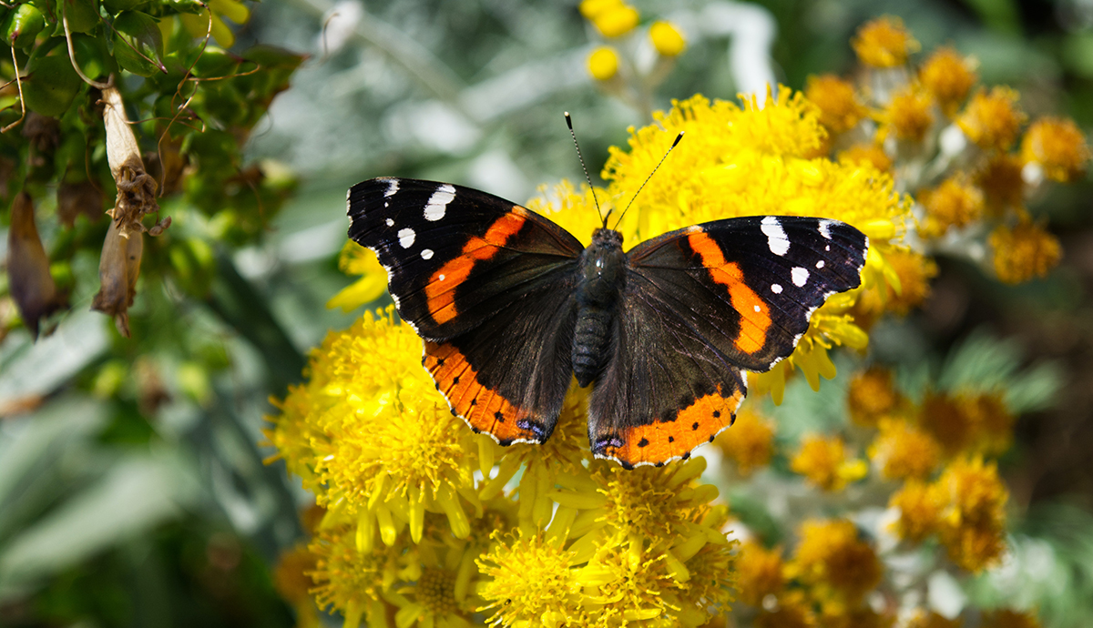 Header Graphic: Red Admiral Butterfly on yellow flowers | Image Credit: Unsplash