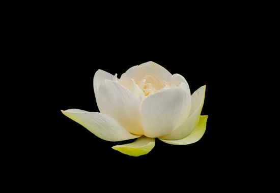 Lotus Flower Image
