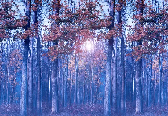 trees