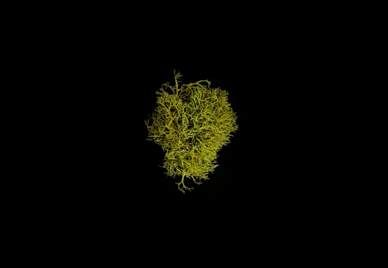 wolf lichen on black background