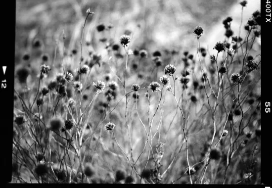 black and white flowers