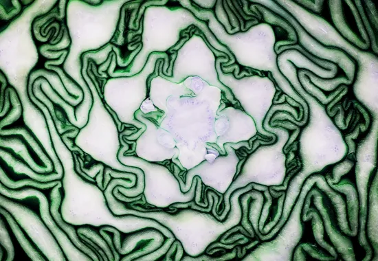 closeup cut cabbage