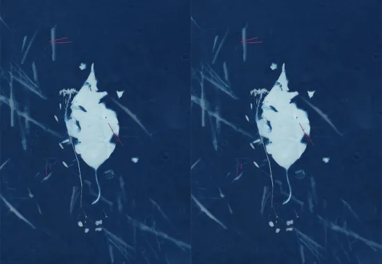 cyanotype lead print