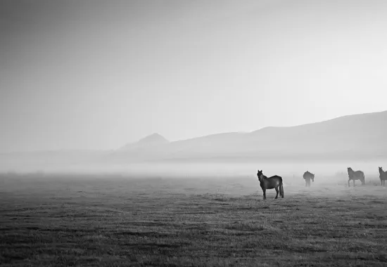 Header Graphic: Several horses standing in a field in black and white | Image Credit: Joseph Daniel via Unsplash