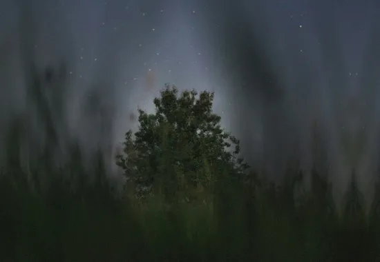 night sky with tree