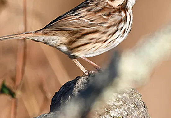 Small brown sparrow body atop a branch; head out of frame. 