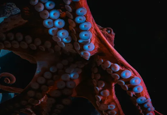octopus