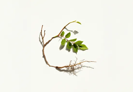 plant with root