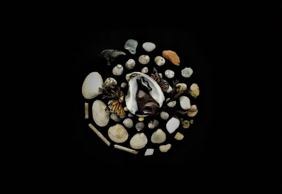 stones and shells with black background