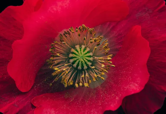 Photo of red poppy by Timothy Dykes for Unsplash