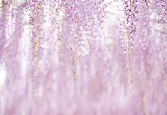 wisteria