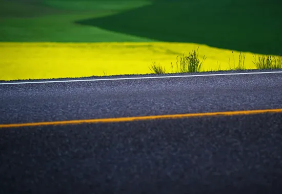 yellow roadside field