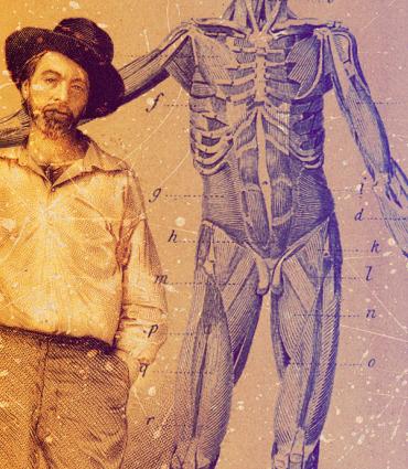 Whitman and anatomy