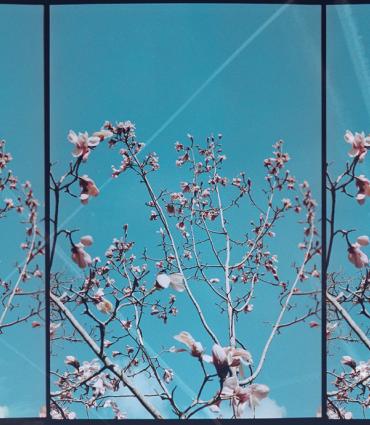 Magnolia Trees and blue sky