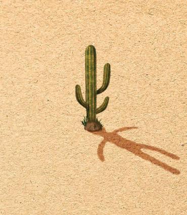 Desert image of cactus