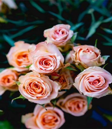 a bunch of light pink roses surrounded by dark green leaves.| Unsplash Dan Gold