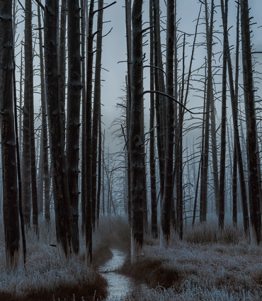 Header Graphic: Dark forest at night in the winter with stripped trees | Image Credit: Unsplash