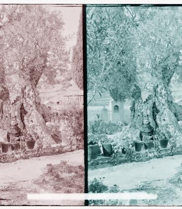 Old image of olive trees at Gethsemane