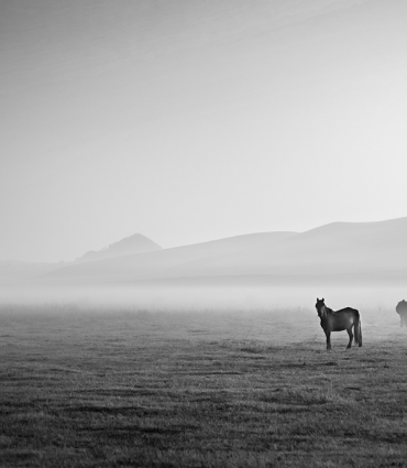 Header Graphic: Several horses standing in a field in black and white | Image Credit: Joseph Daniel via Unsplash