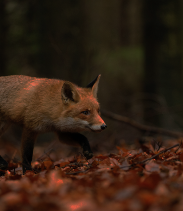 Header Graphic: Fox hunting at night | Image Credit: Zdeněk Macháček via Unsplash