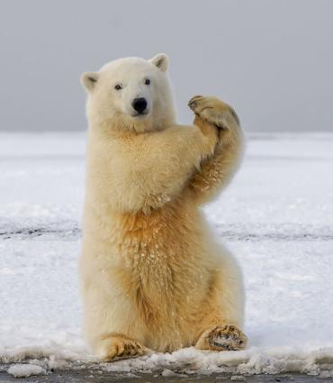 Header Graphic: A polar bear showing gesturing for time out | Image Credit: Hans-Jurgen Mager via Unsplash