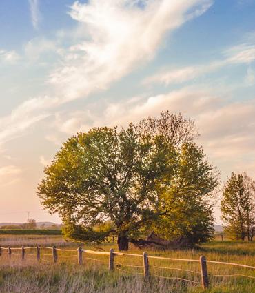 Header Graphic: Rural setting focused on a tree behind a fence | Image Credit: Unsplash