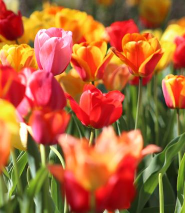 Header Graphic: A field of tulips | Image Credit: Krystina Rogers via Unsplash