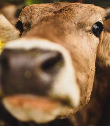 Header Graphic: Cows roaming in a pasture during a sunrise | Image Credit: Stijn te strake via Unsplash