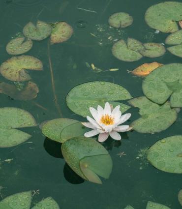 Header Graphic: lily pads and flower on a pond | Image Credit: Lee Soo Hyun