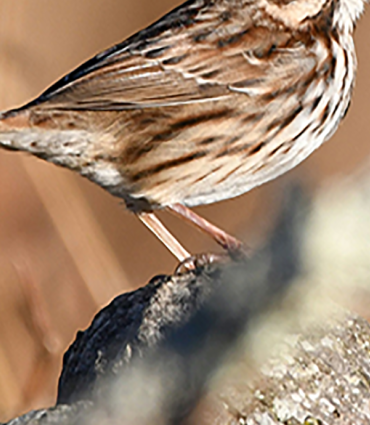 Small brown sparrow body atop a branch; head out of frame. 