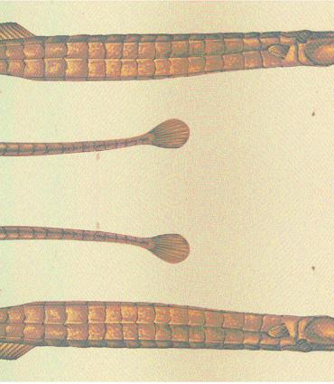 Pipefish illustration