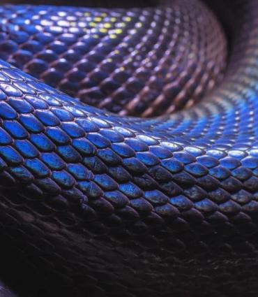 close up of a black snake