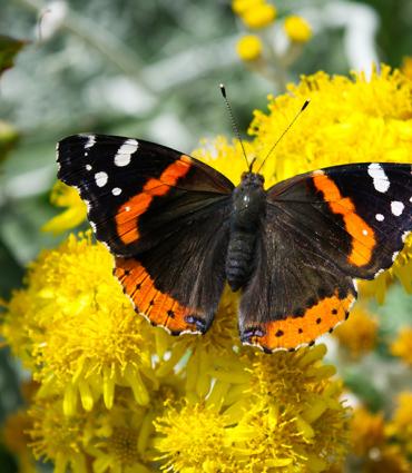 Header Graphic: Red Admiral Butterfly on yellow flowers | Image Credit: Unsplash