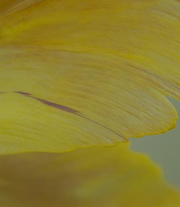 Close up of yellow tulip