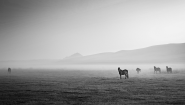 Header Graphic: Several horses standing in a field in black and white | Image Credit: Joseph Daniel via Unsplash