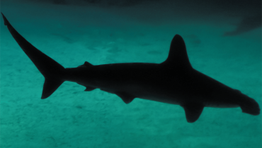 Header Graphic: Hammerhead_Shark | Image Credit: Book_Cover
