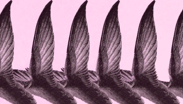 Swift wings