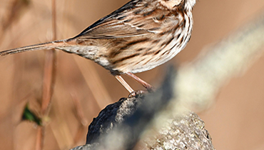 Small brown sparrow body atop a branch; head out of frame. 