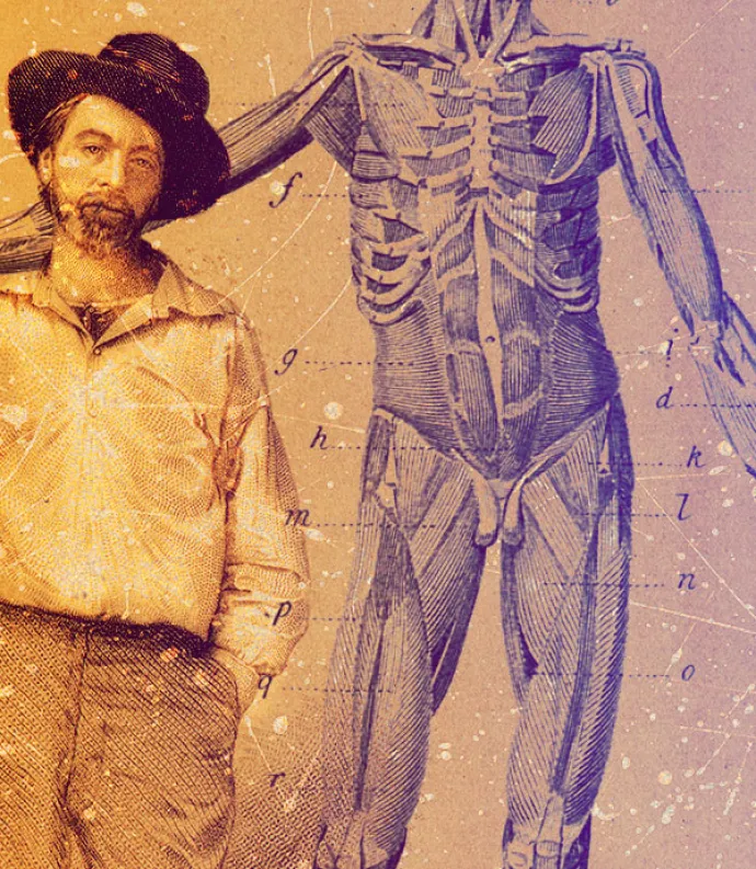Whitman and anatomy