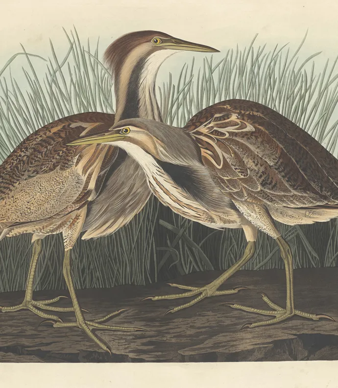 American Bittern Painting